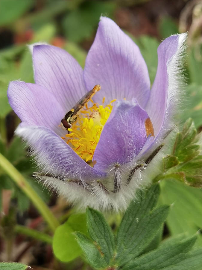 Pulsatilla patens photo